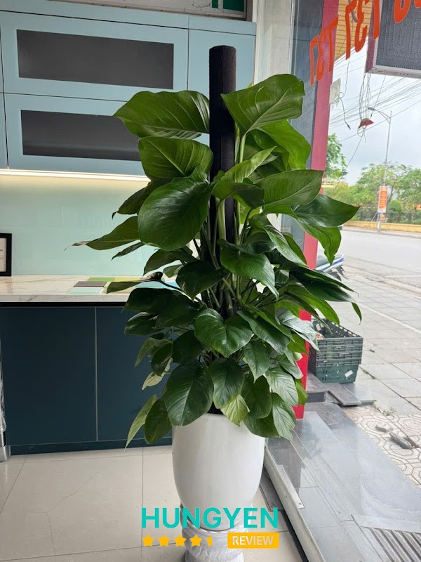 Thiết kế tủ bếp Thái Bình