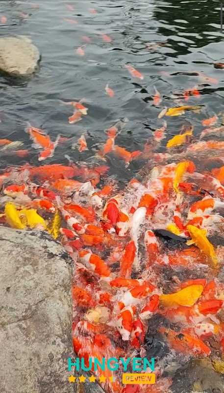 Hồ cá Koi Ecopark Hưng Yên
