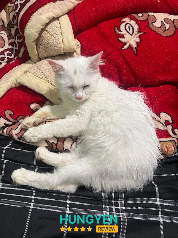Phòng khám thú y Hải Đăng Pet (cơ sở 2) – hình ảnh 1