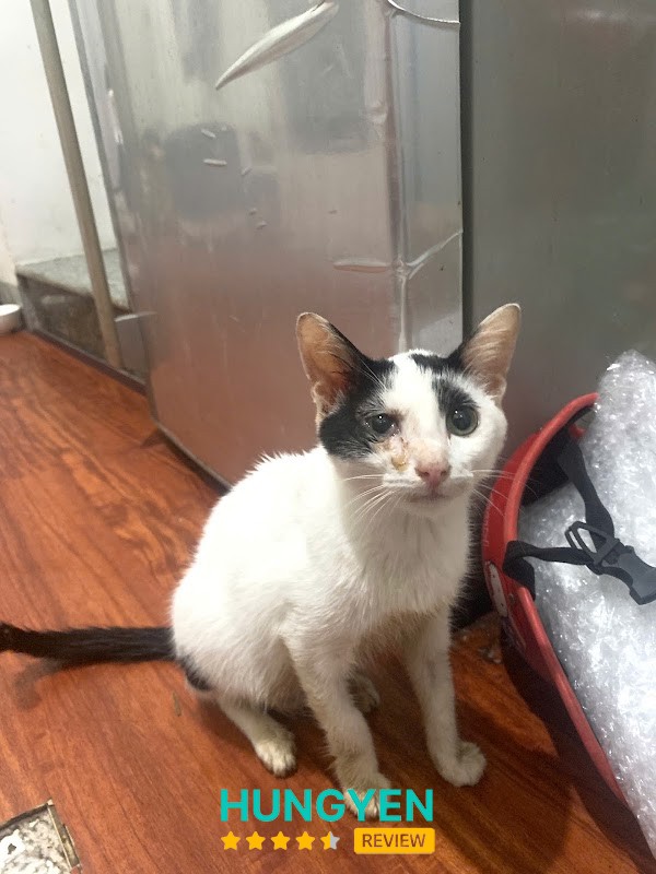 Phòng khám thú y Hải Đăng Pet (cơ sở 2) – hình ảnh 2