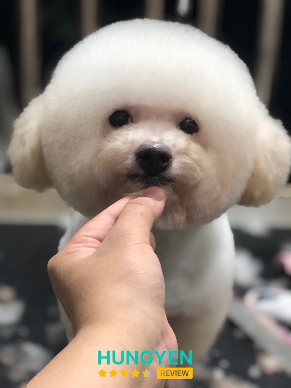 Phòng Khám Thú Y Pet Cộng - Chi nhánh Khoái Châu – hình ảnh 3