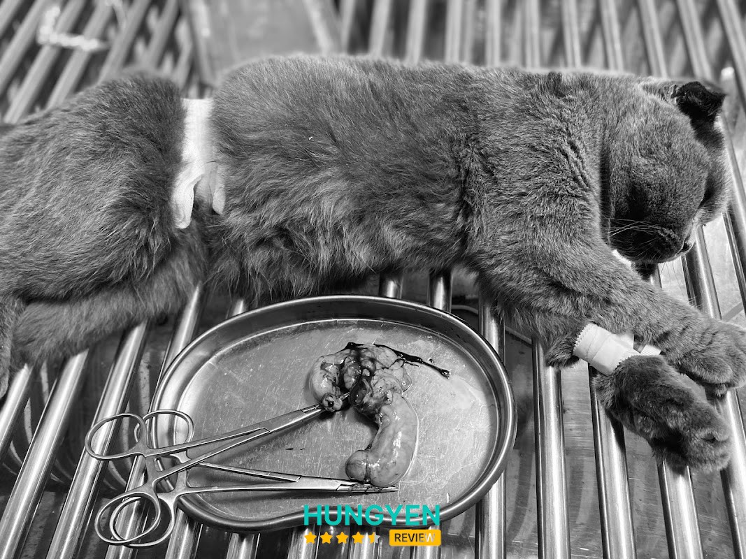 Phòng Khám Thú Y Pet Care Hưng Yên – hình ảnh 1