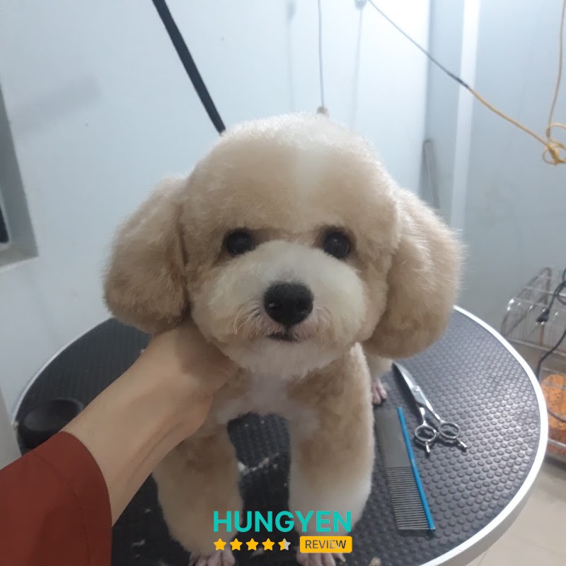 Phòng Khám Thú Y Hưng Yên - BS Xuân Cường – hình ảnh 3