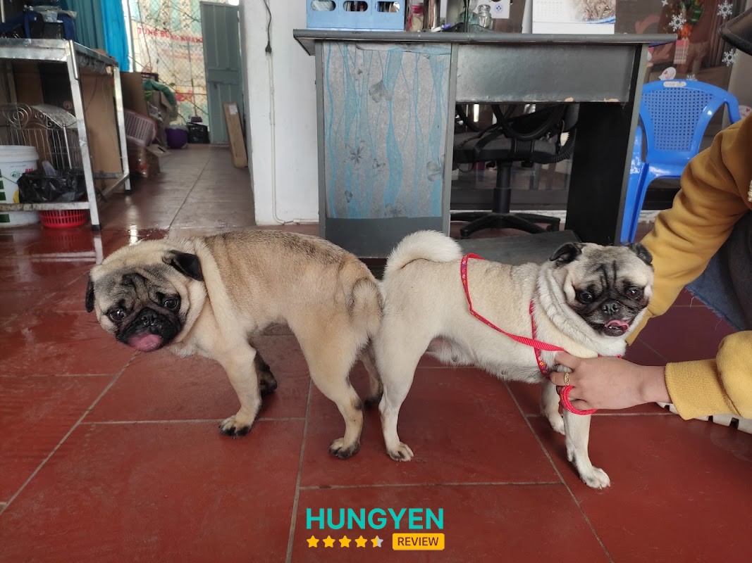 Phòng Khám Thú Y THÁI HÀ - THÁI BÌNH – hình ảnh 2