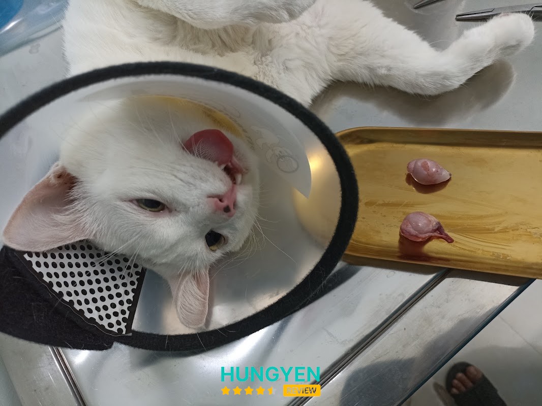 Bệnh viện thú y Thái Bình – hình ảnh 1