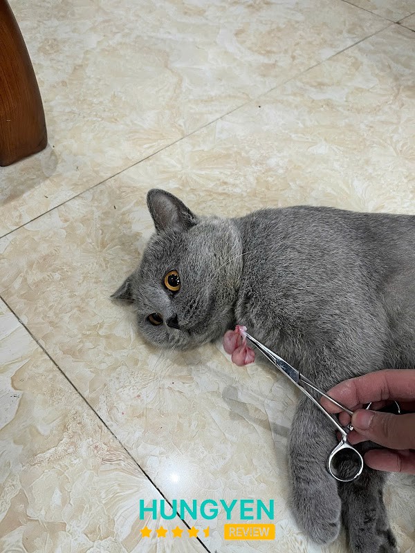 Bệnh viện thú y VET247 – hình ảnh 2