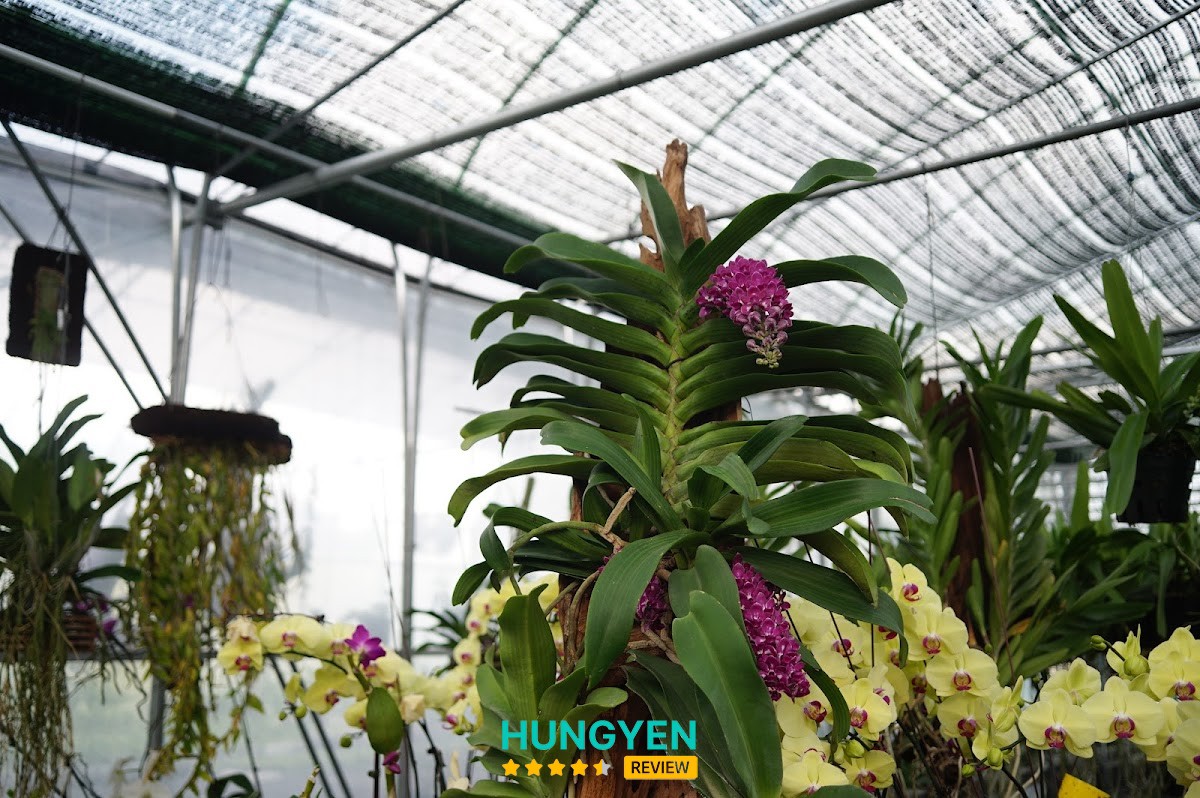 Vườn lan Berry - Hợp tác xã NN Minh Hồng Xanh Hưng Yên