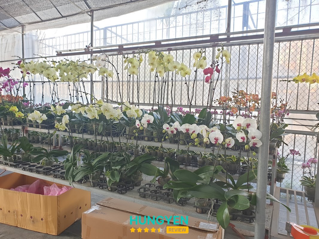 Vườn lan thỉnh tình Hưng Yên