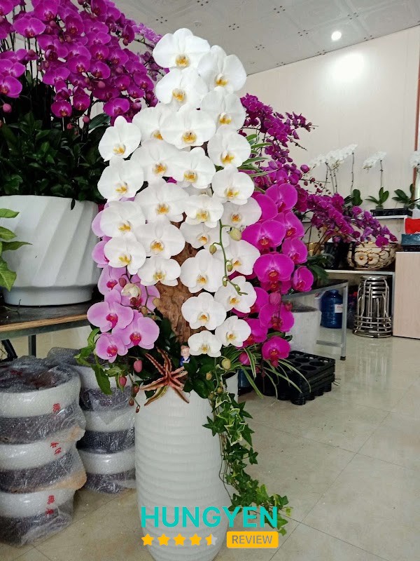Hoa Lan Hồ Điệp Hợp Nguyễn – hình ảnh 2