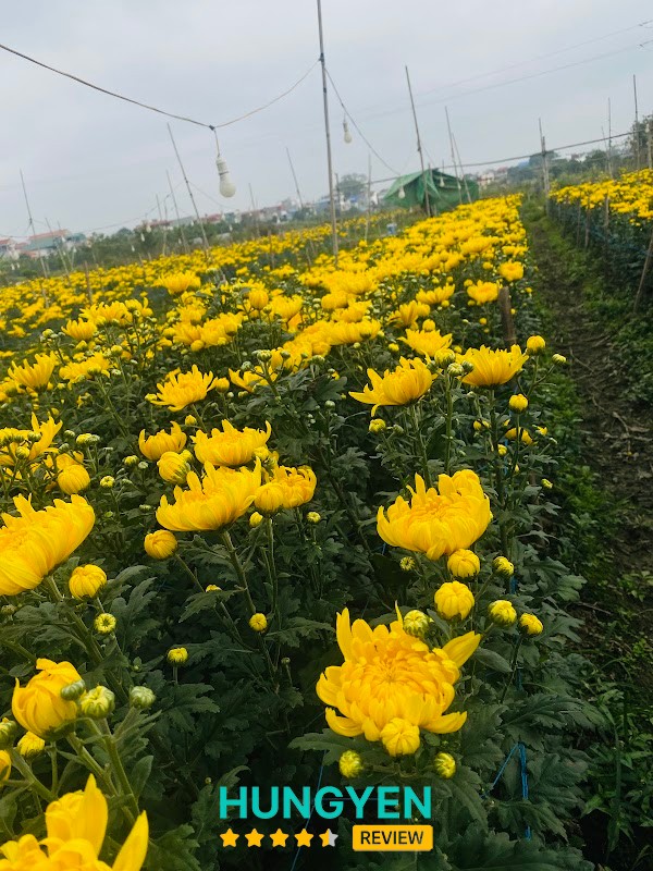 Hoa tươi Bình Minh – hình ảnh 2