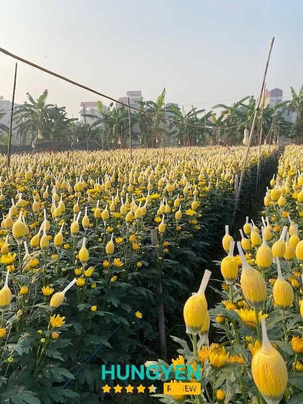 Hoa tươi Bình Minh – hình ảnh 3