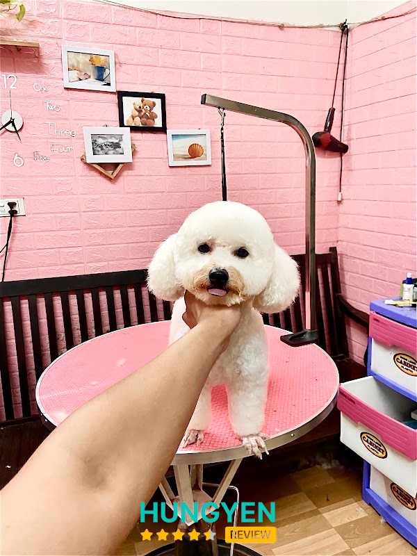 Spa thú cưng Sam Pet Hưng yên – hình ảnh 3