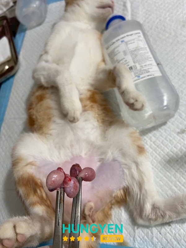 phòng khám- spa thú cưng TH pet Hưng Yên