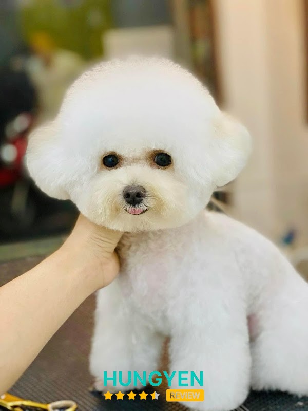 phòng khám- spa thú cưng TH pet – hình ảnh 3