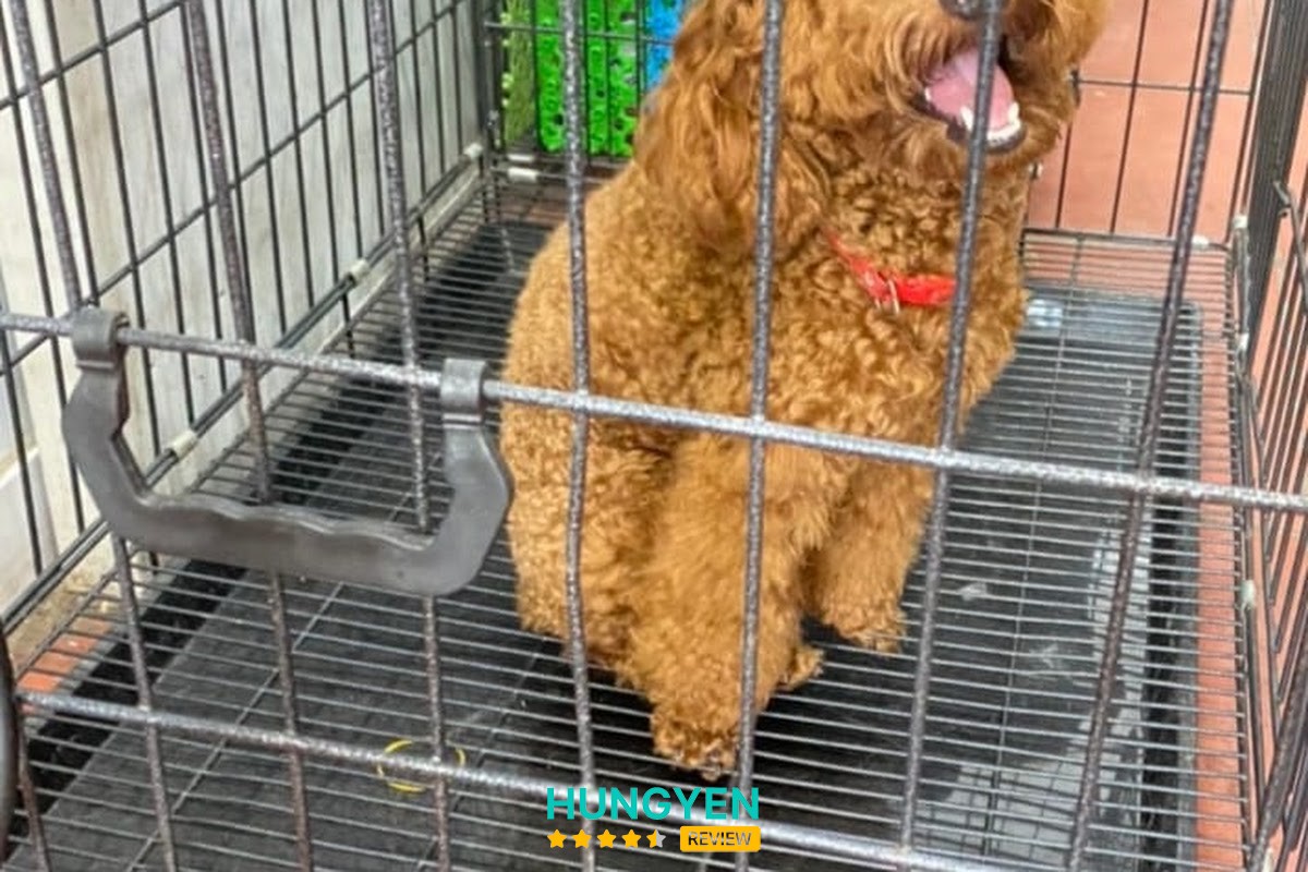 Spa thú cưng Moon Pet – hình ảnh 2