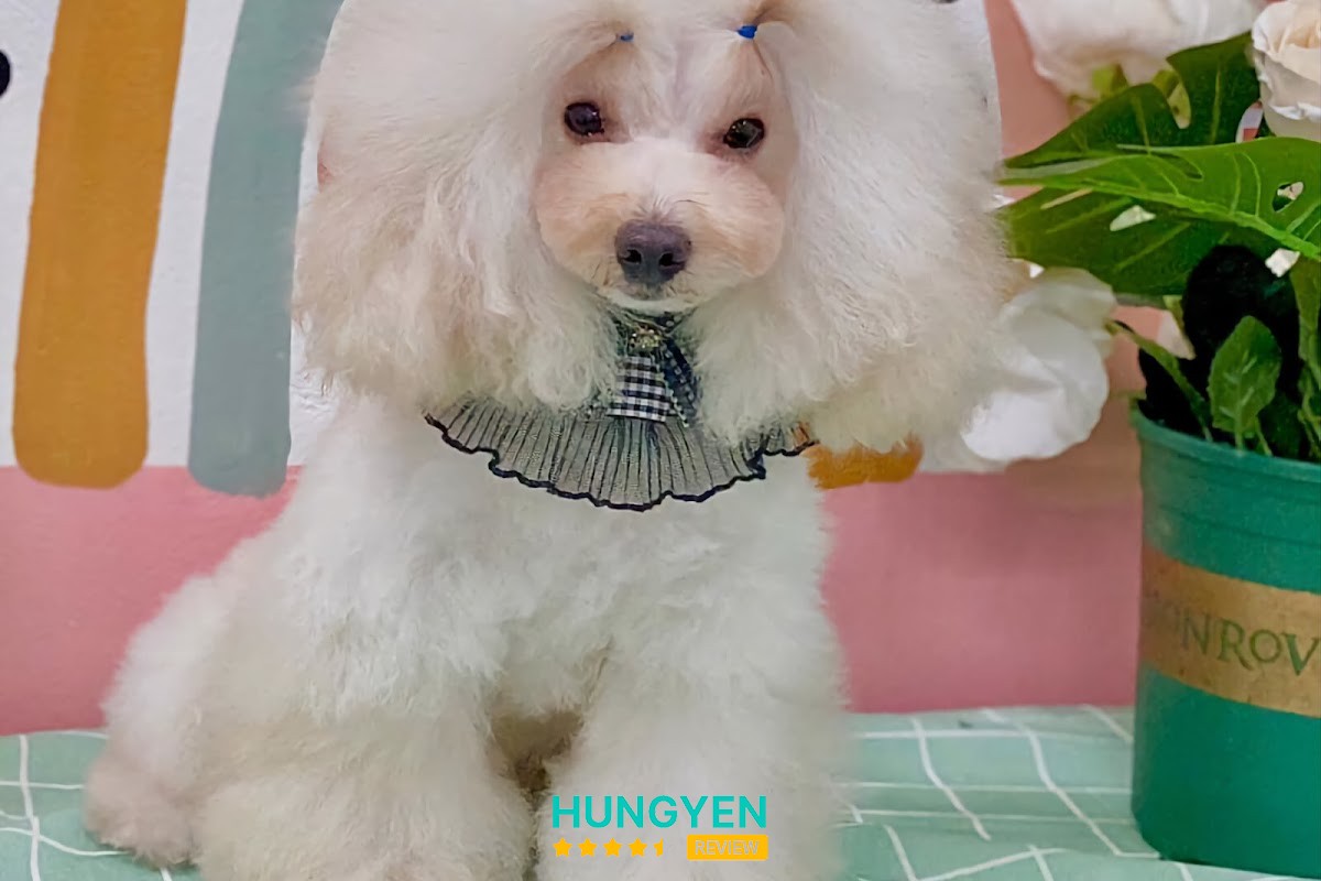 Nấm Pet (Tiệm Làm Đẹp Thú Cưng)